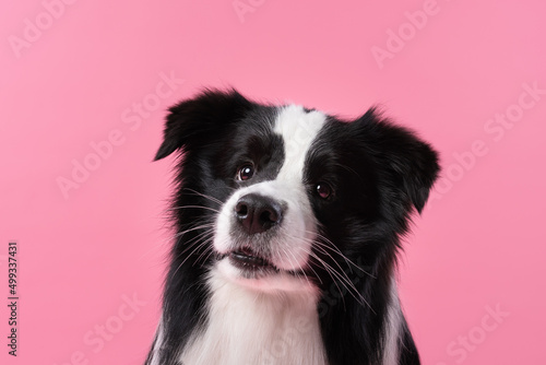 border collie dog © Maria