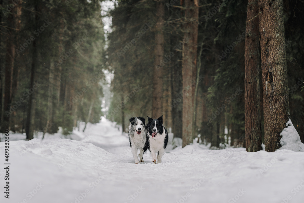 border collie dog border collie dog