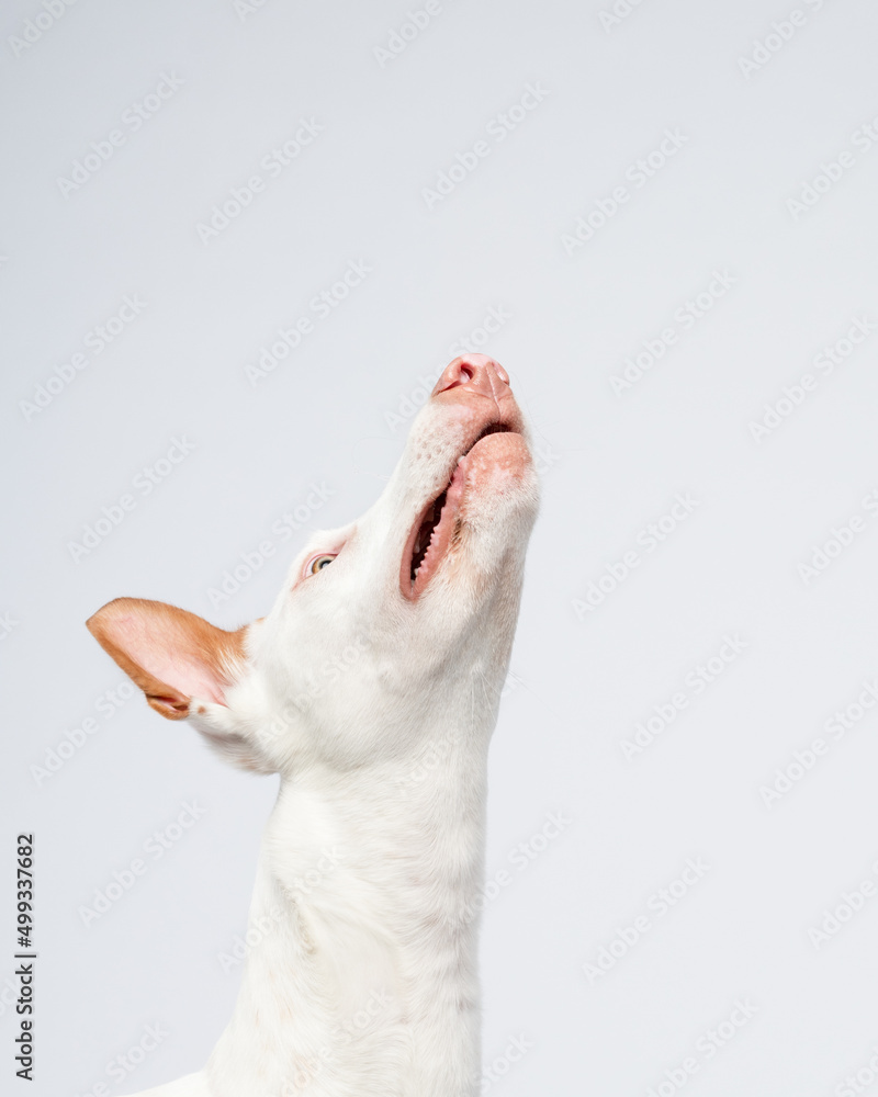 podenco ibicenco dog podenco ibicenco dog