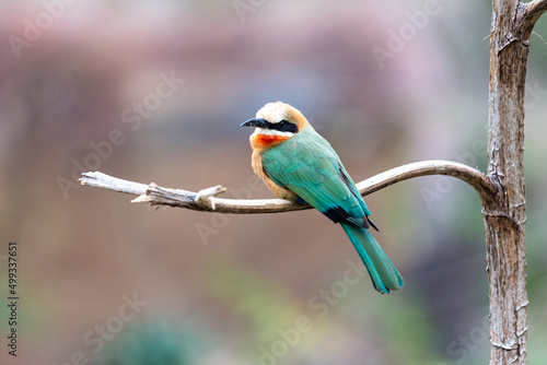 Bee-eater on Branch