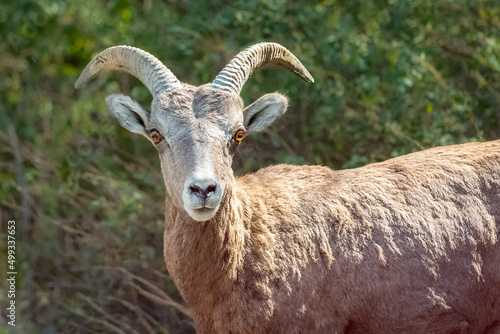 Bighorn Sheep stare © Denise
