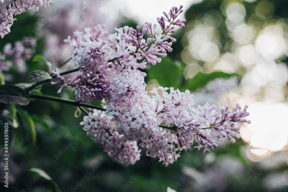 Blooming lilac in the park. Beautiful background of lilac flowers. Purple lilac flowers in a blooming park in spring Blooming lilac in the park. Beautiful background of lilac flowers. Purple lilac flowers in a blooming park in spring