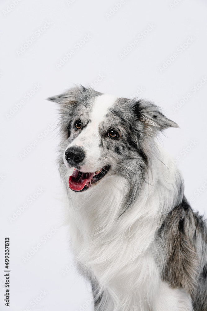 border collie dog border collie dog