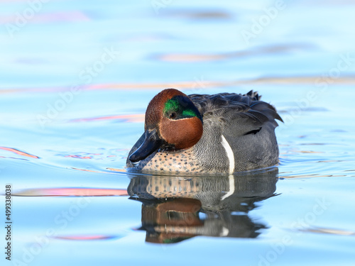 Male Green-winged Teal Swimming in Blue Water photo