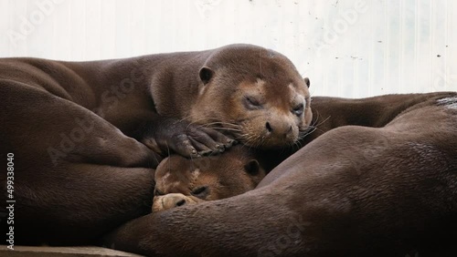 A pair of giant otters (Pteronura brasiliensis) sleeping in captivity, then both of them wake up and look curiously photo