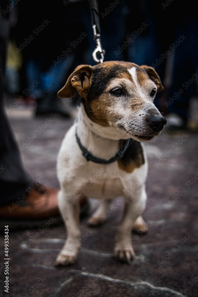 Vertical Portrait of a Small White Dog with Black and Brown Spots on a Leash Held by its Owner While Walking in the Street. Pet Concept Vertical Portrait of a Small White Dog with Black and Brown Spots on a Leash Held by its Owner While Walking in the Street. Pet Concept