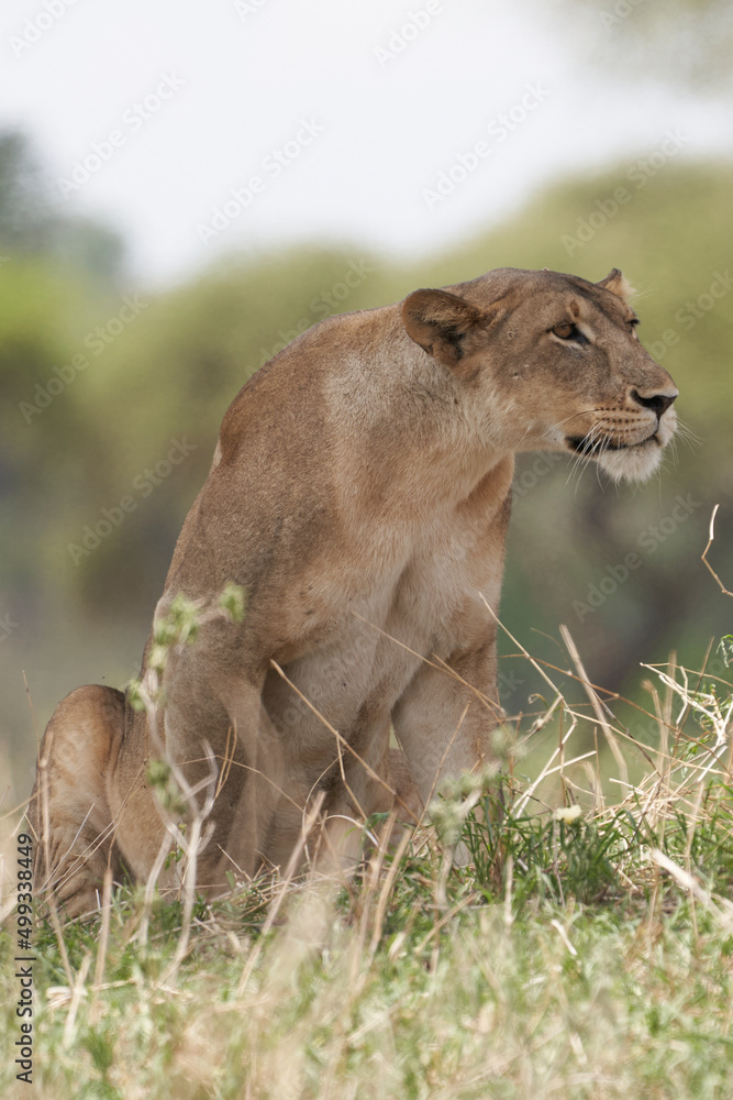 Tarengire National Park safari
Tarengire National Park safari