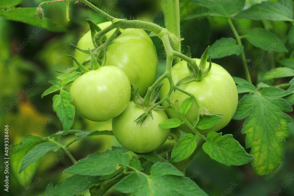 Green tomatoes grown in organic village garden.