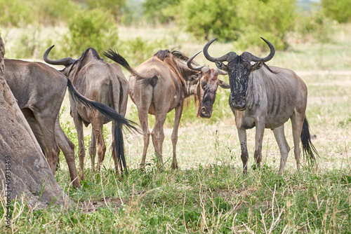 Tarengire National Park safari 