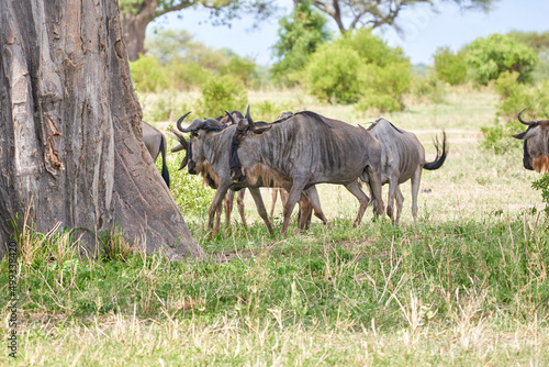 Tarengire National Park safari 