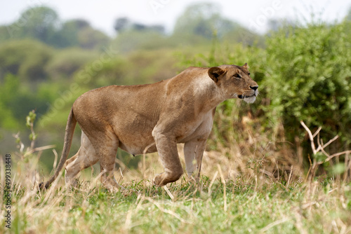 Tarengire National Park safari
