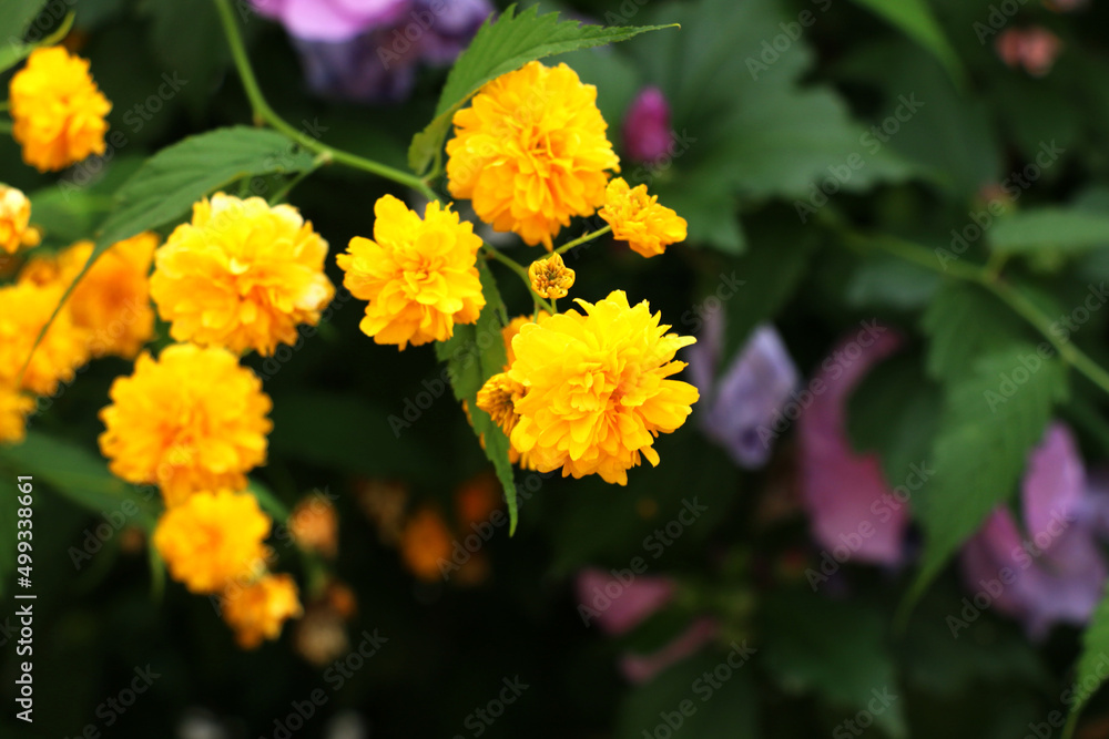 canary rose: Kerria Japonica is a deciduous shrub and striking plants with long blooming, showy yellow flowers. It grows naturally in China and Japan. canary rose: Kerria Japonica is a deciduous shrub and striking plants with long blooming, showy yellow flowers. It grows naturally in China and Japan.