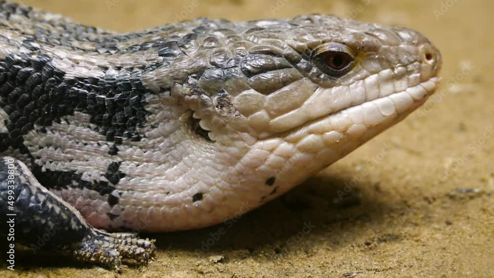 A large Indonesian blue-tongued skink (Tiliqua gigas) basking, close-up A large Indonesian blue-tongued skink (Tiliqua gigas) basking, close-up