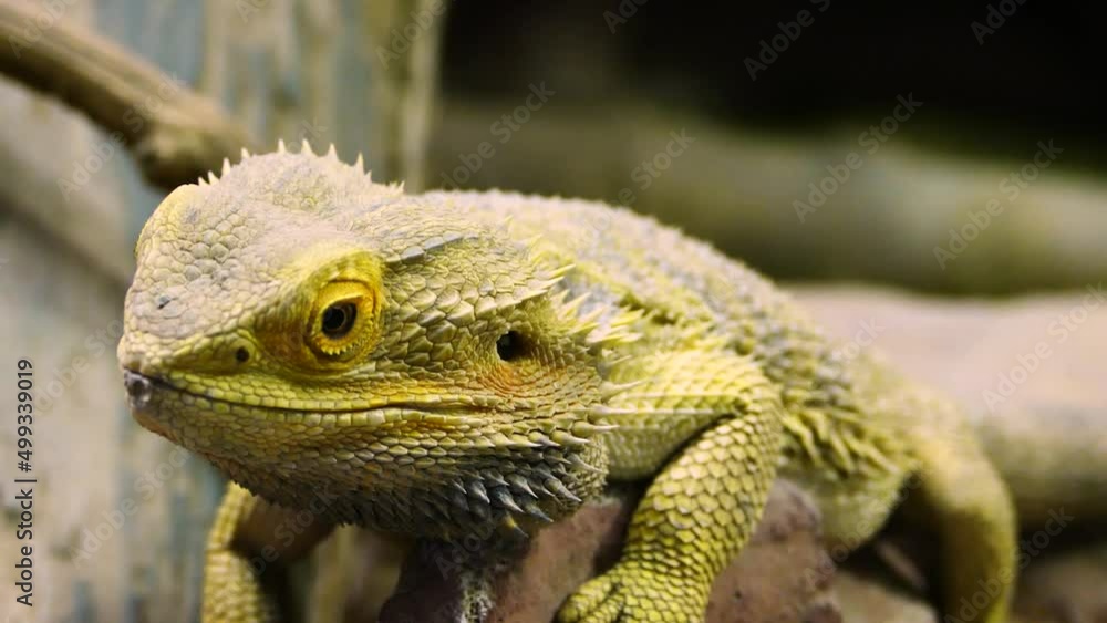 Central bearded dragon (Pogona vitticeps) close-up with a monitor lizard moving in the background Central bearded dragon (Pogona vitticeps) close-up with a monitor lizard moving in the background