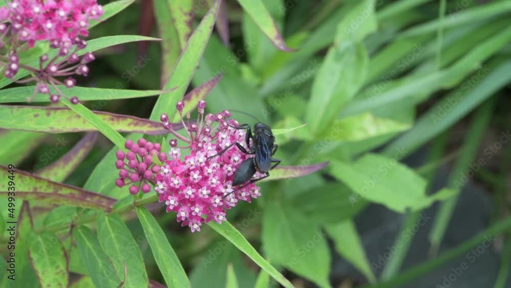 Great Black Wasp feeding on Swamp Milkweed. Great Black Wasp feeding on Swamp Milkweed.
