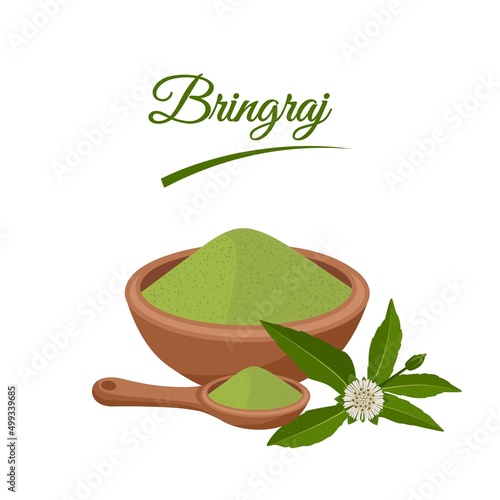 Vector illustration, Eclipta Alba, Eclipta Prostrata or Bhringraj powder, also known as Fake Daisy, isolated on white background, herbal medicinal plant in Ayurvedic medicine.