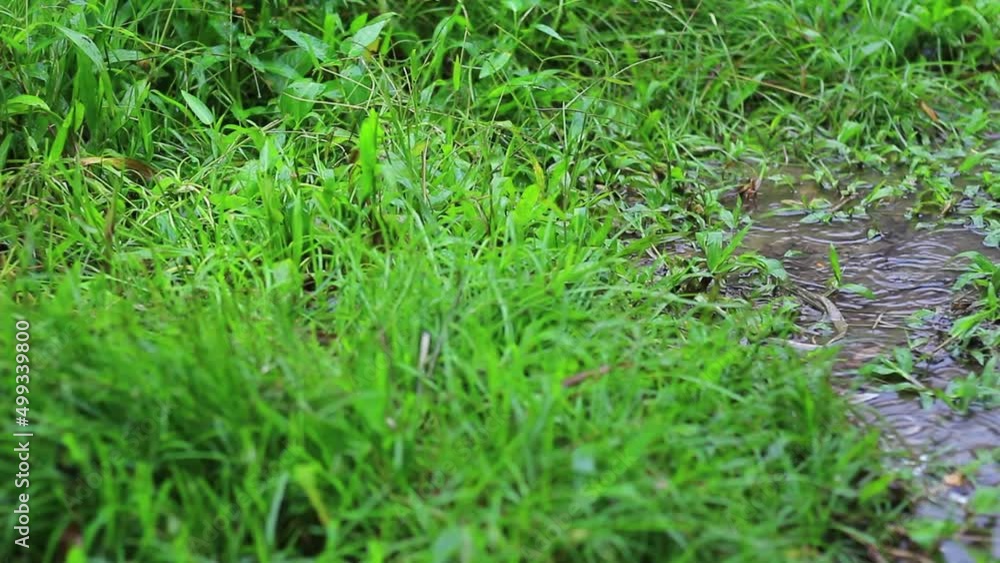 The rain fell on the green grass. Rainwater that wets the grass The rain fell on the green grass. Rainwater that wets the grass