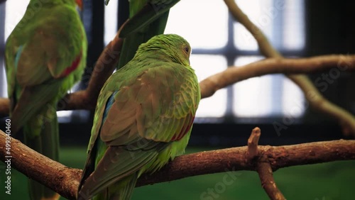 Female regent parrots (Polytelis anthopeplus) or rock pebblers in captivity photo