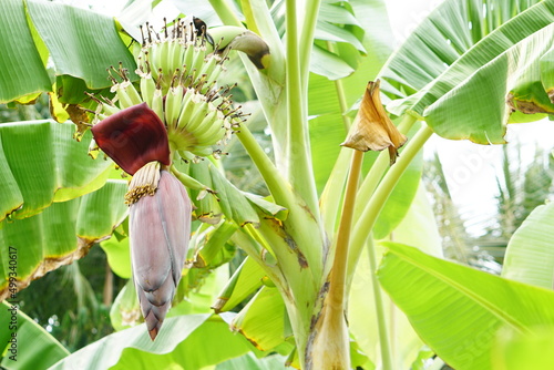 Banana flowers can be used for cooking.