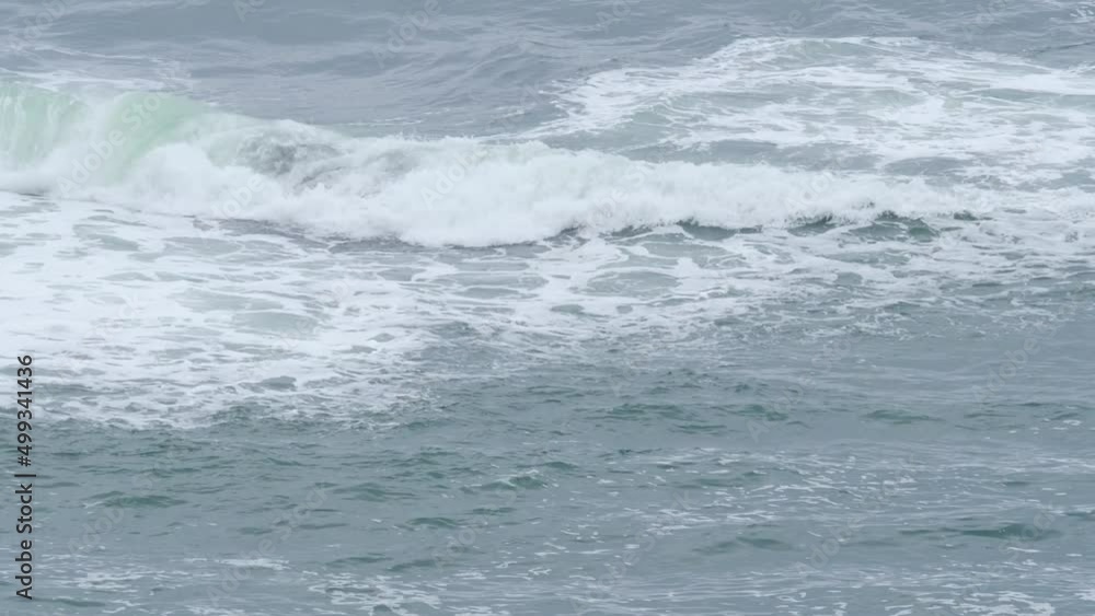 A wild sea otter that lives in Kiritappu Cape, Hokkaido. A wild sea otter that lives in Kiritappu Cape, Hokkaido.