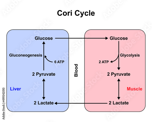 Fotobehang Schematic Diagram of Cori Cycle