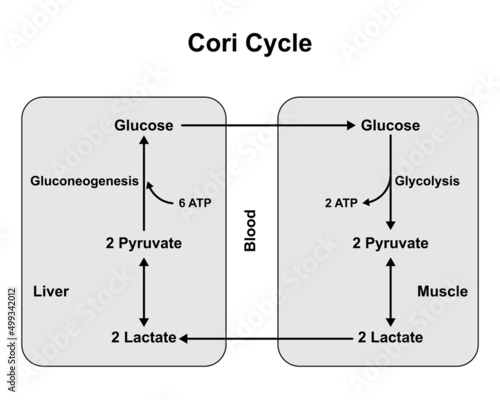 Print op canvas Schematic Diagram of Cori Cycle