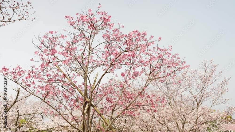 満開に咲く春の陽光桜とソメイヨシノの風景 満開に咲く春の陽光桜とソメイヨシノの風景