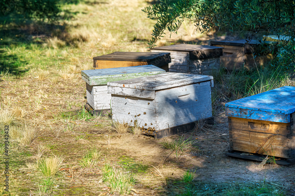 some hives with bees in their entrance located on the grass in the shade of an olive tree some hives with bees in their entrance located on the grass in the shade of an olive tree