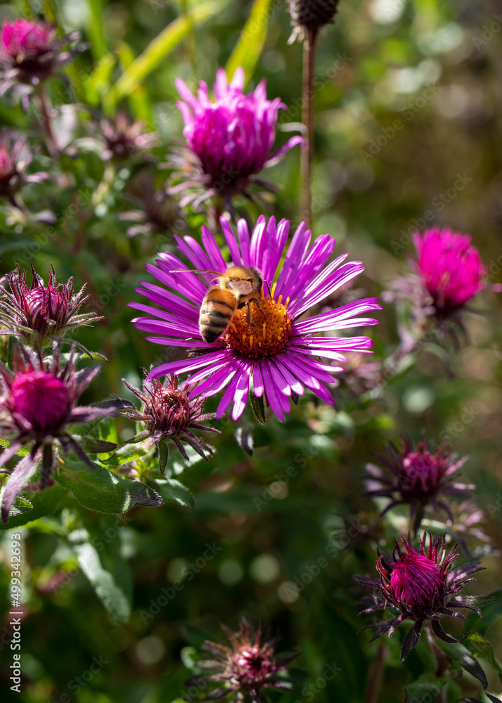 Honey Bee Collecting Pollen from Pink Flower Honey Bee Collecting Pollen from Pink Flower
