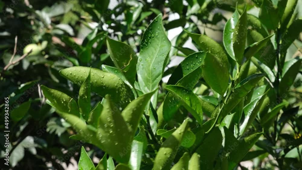swaying wild leaves swaying wild leaves