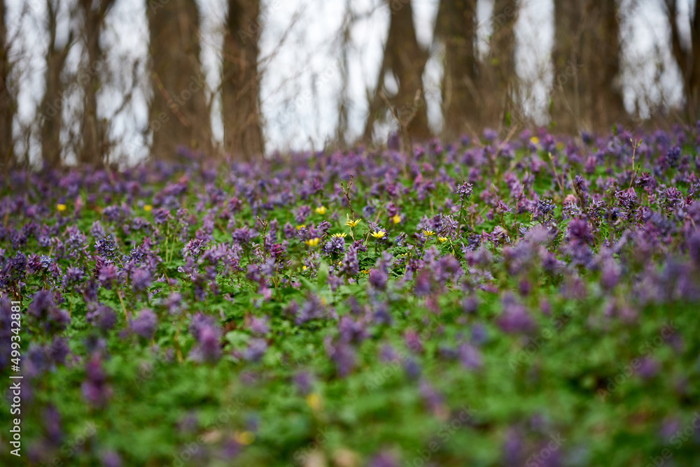 Beautiful spring forest glade with lilac and yellow flowers. Ficaria verna and Corydalis solida flowering in early spring Beautiful spring forest glade with lilac and yellow flowers. Ficaria verna and Corydalis solida flowering in early spring