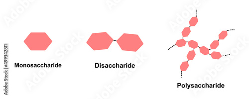Scientific Designing of Differences Between Monosaccharide, Disaccharide And Polysaccharide. Carbohydrates And Sugars Terminology. Vector Illustration. photo