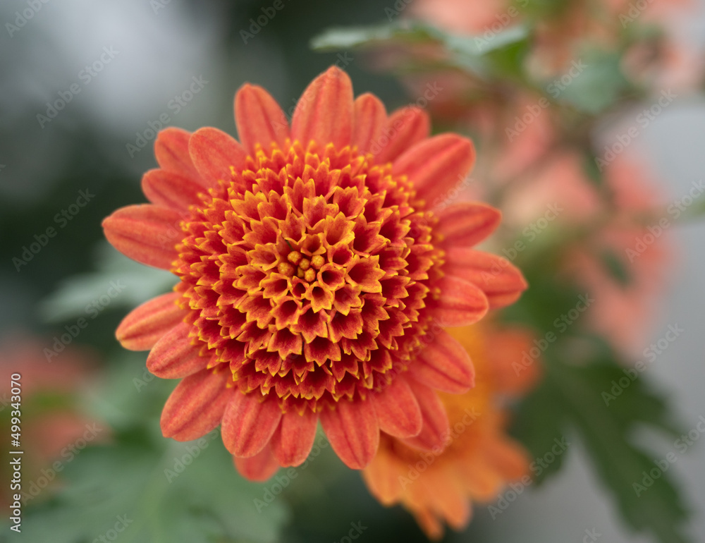Close Up of a Salmon-Colored Chrysanthemum with Short Petals and Pom Pom Center Close Up of a Salmon-Colored Chrysanthemum with Short Petals and Pom Pom Center