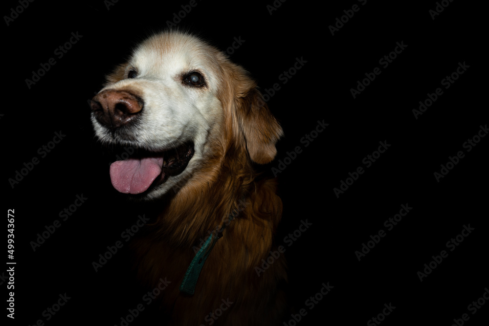 Older Golden Retriever with black background Older Golden Retriever with black background