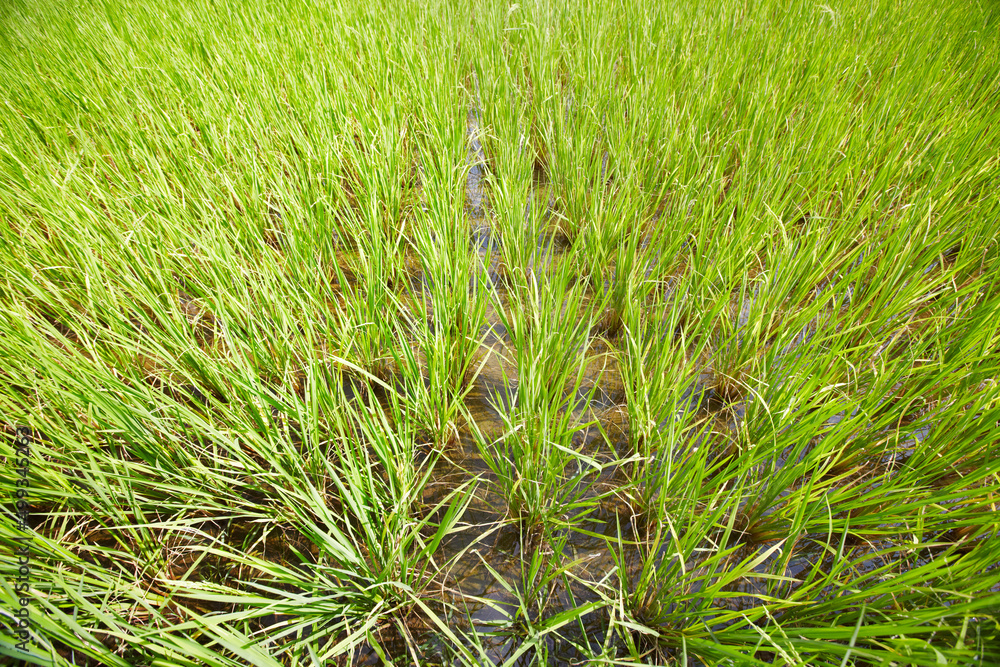 Rice patterns. High-angle view of a rice paddy in Thailand. Rice patterns. High-angle view of a rice paddy in Thailand.