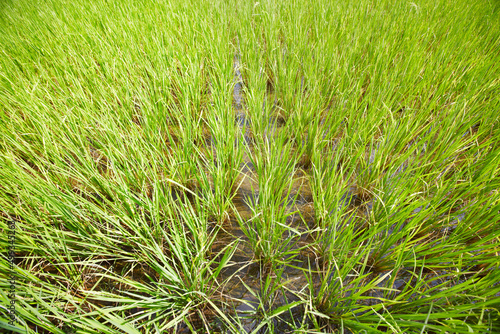 Rice patterns. High-angle view of a rice paddy in Thailand.