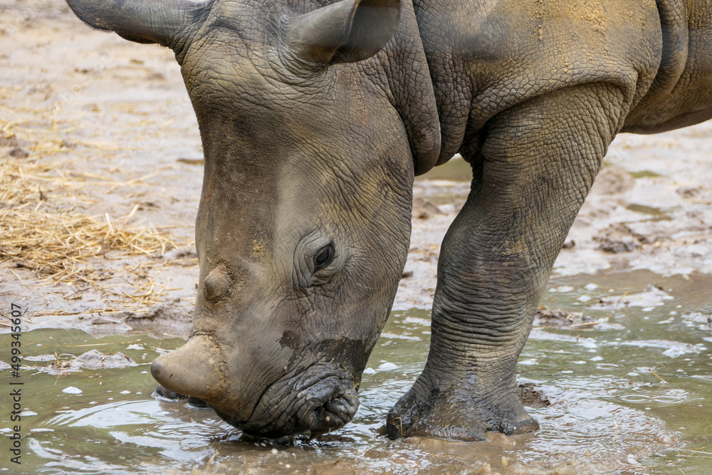 Naklejka premium Young Rhino playing in puddle