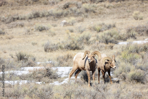 Big Horn Sheep Wildlife Elk Refuge Jackson Hole Wyoming