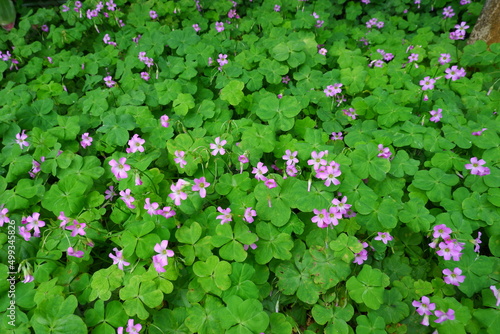 Oxalis articulata is commonly named pink-sorrel, pink wood sorrel, windowbox wood-sorrel or sourgrass. photo