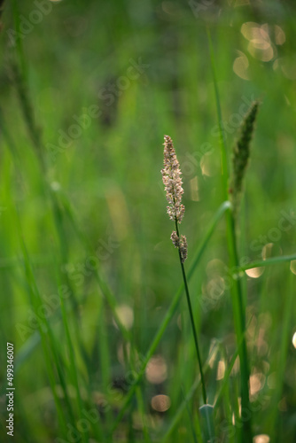 Wild flowers closeup on green background