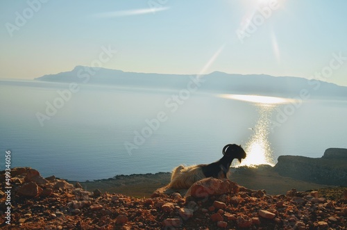 Goat in Greece at Sunset