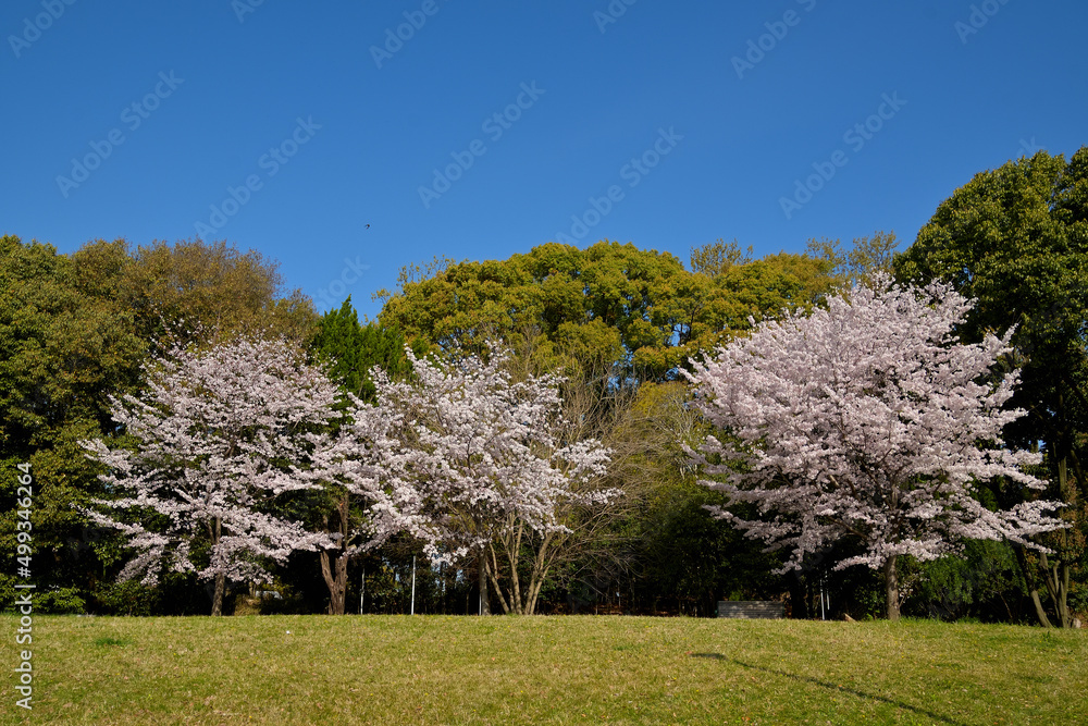 芝生広場の奥に、満開の桜、緑の林、雲一つない青空が見える公園の風景