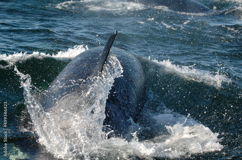 Fototapeta premium Southern resident Orca swimming in the Salish Sea