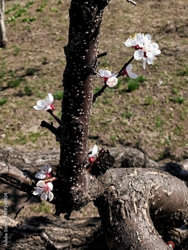 Flowering time. Composition 1