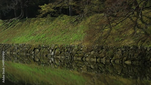 彦根城周辺のお堀と満開に咲く桜が見える朝の風景 photo