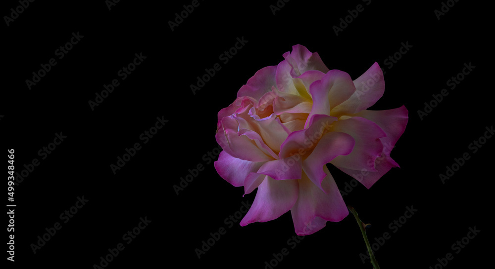 a purple and magenta rose greets the sun a purple and magenta rose greets the sun