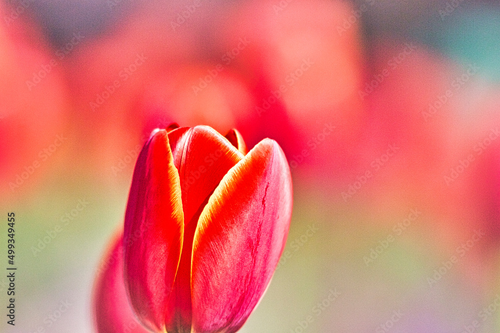 春のガーデニングは赤いチューリップ