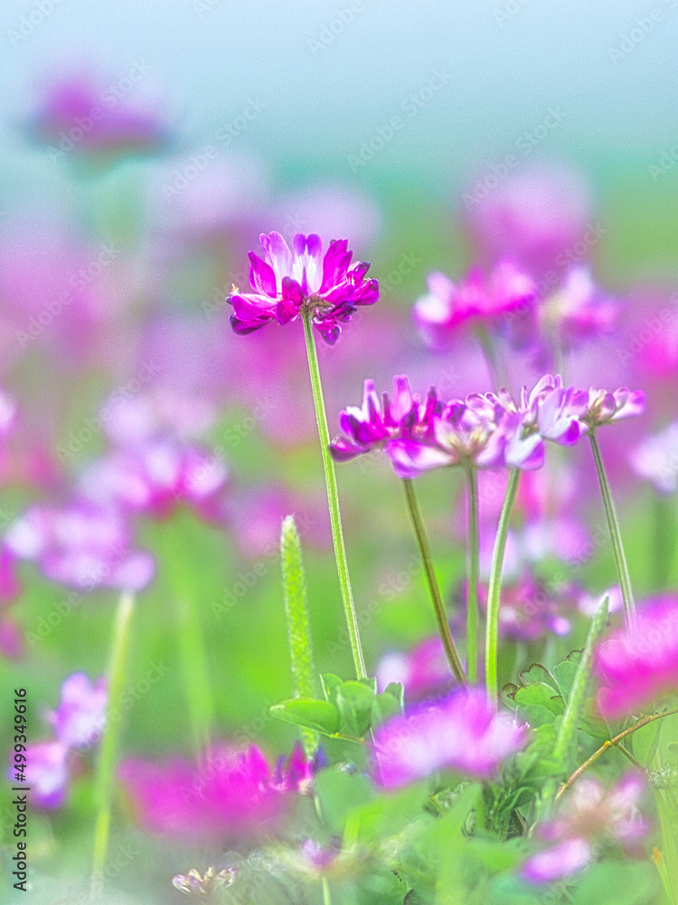 春の野原の色とりどりのお花畑 春の野原の色とりどりのお花畑