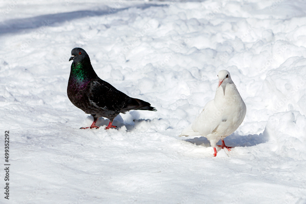 A white pigeon and a black pigeon in the snow.