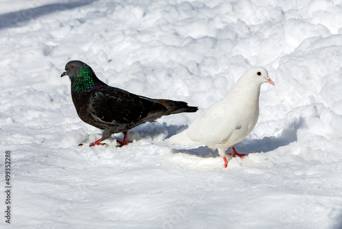 A white pigeon and a black pigeon in the snow. © Andrey